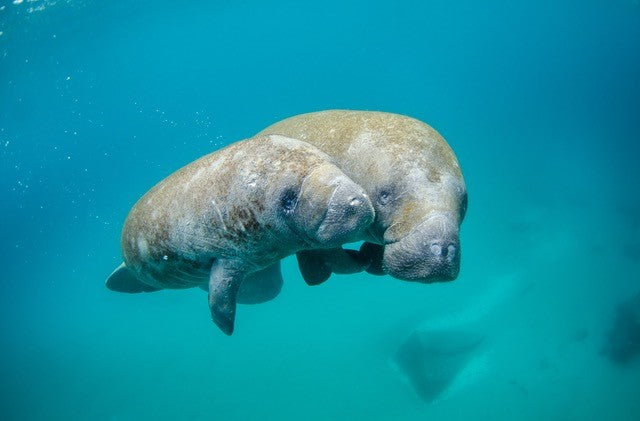 two manatee swimming underwater